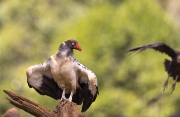 King Vulture - Costa Rica