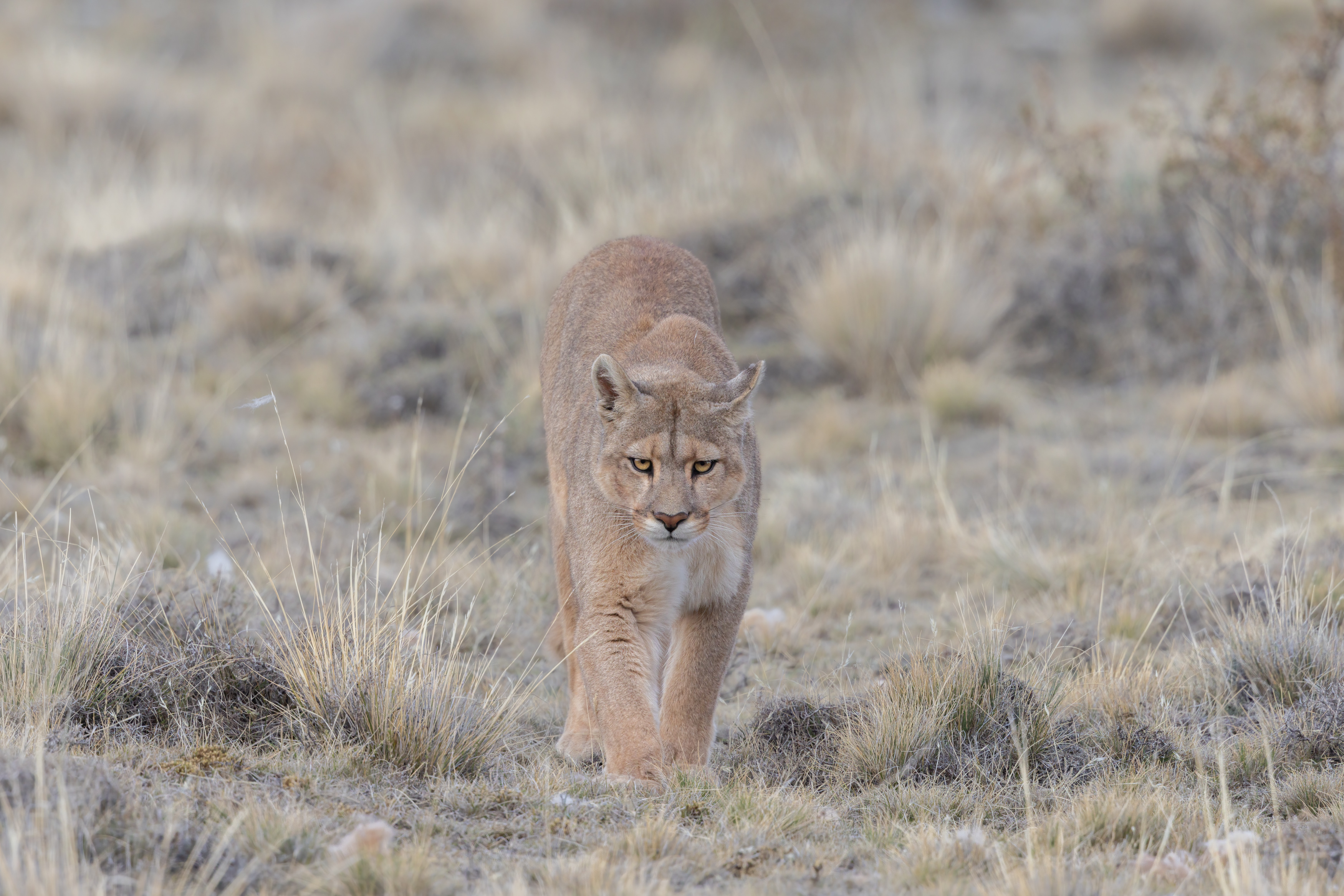 Puma Tracking Safaris - Natural World Safaris